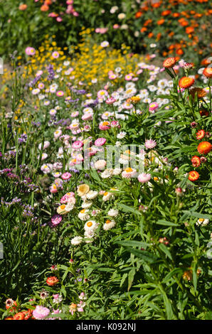 Golden everlasting (xerochrysum bracteatum syn. helichrysum bracteatum) Foto Stock