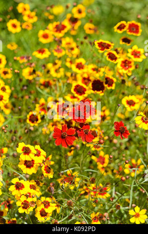 Golden tickseed (coreopsis tinctoria) Foto Stock