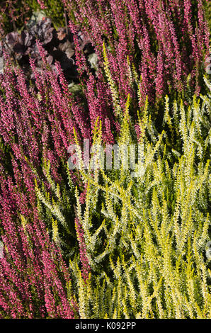 Comune di heather (Calluna vulgaris 'giardino ragazze sandy' e Calluna vulgaris "rote schlesierperle') Foto Stock