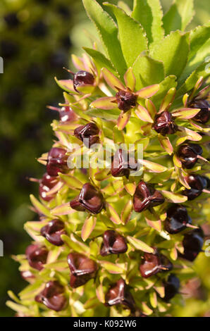 Fiore di ananas (eucomis comosa) Foto Stock