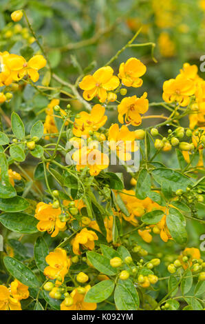 Senna argentina (senna corymbosa syn. cassia corymbosa) Foto Stock