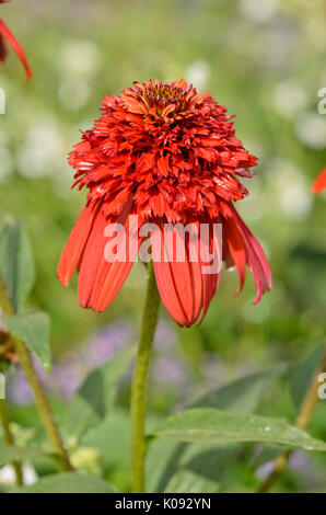 Cono viola fiore (l'echinacea purpurea " hot papaia') Foto Stock