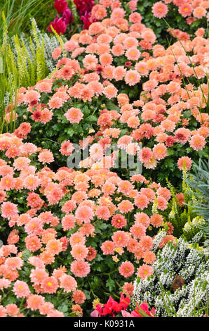 Crisantemi (crisantemo) Foto Stock