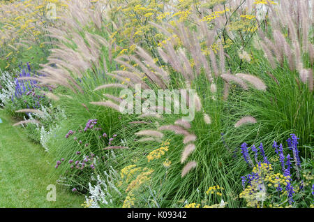 Fontana di nana erba (pennisetum alopecuroides), finocchio (Foeniculum vulgare), purpletop vervain (verbena bonariensis) e saggi (salvia) Foto Stock