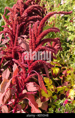 Amaranto Rosso (amaranthus cruentus 'oeschberg') Foto Stock