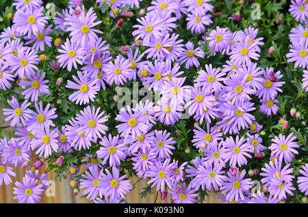 Cut-lasciava daisy (brachyscome) Foto Stock