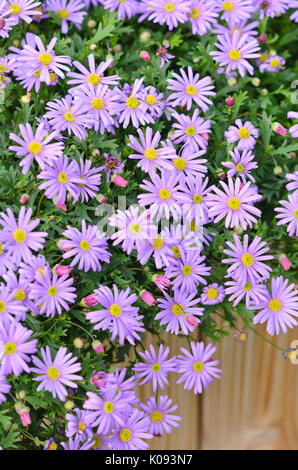 Cut-lasciava daisy (brachyscome) Foto Stock