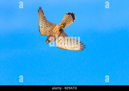 Femmina di gheppio (Falco tinnunculus) in volo con il mouse morto Foto Stock