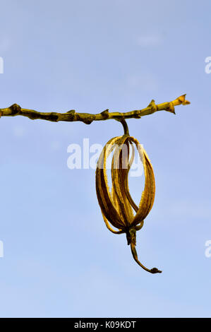 Fiore secco contro un cielo blu chiaro Foto Stock