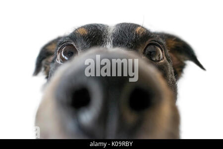 Giocoso dog face, bianco nero e marrone con naso vicino alla lente della fotocamera, la messa a fuoco sulla faccia, closeup, isolato puro su sfondo bianco Foto Stock