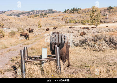 I bisonti americani (Bison bison), Aka buffalo, graffiare un prurito su un montante metallico Foto Stock