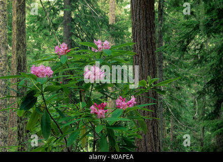 Antica foresta con Pacific rododendri (Rhododendron macrophyllum), Willamette National Forest, Oregon Foto Stock