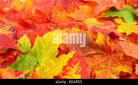 Cadono le foglie rosso giallo sfondo verde Foto Stock