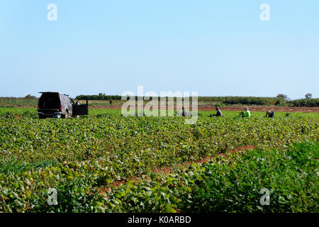 Lavoratori di Orchard, Carnarvon, Gascoyne, Australia occidentale Foto Stock