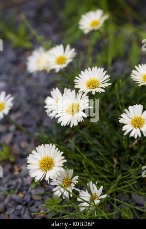 Erigeron aureus "Canary Bird fiori in primavera. Foto Stock