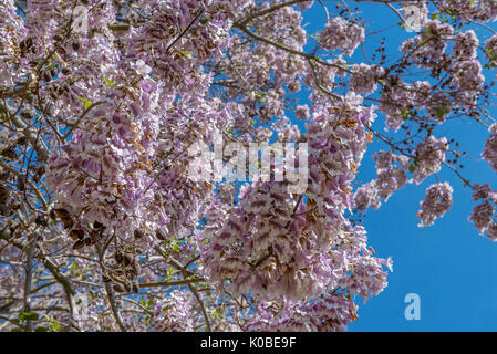 Fiori di Paulownia Foto Stock