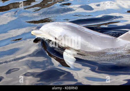 Dal Naso a Bottiglia dell'Atlantico dolphin (Tursiops truncatus) affiorante, vicino fino alla testa. Foto Stock