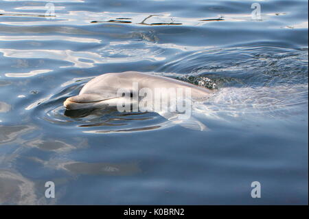 Dal Naso a Bottiglia dell'Atlantico dolphin (Tursiops truncatus) affiorante, vicino fino alla testa. Foto Stock