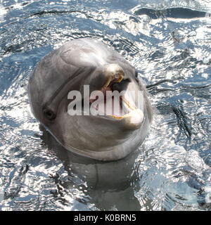 Dal Naso a Bottiglia dell'Atlantico dolphin (Tursiops truncatus) affiorante, vicino fino alla testa. Foto Stock