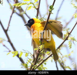 Maschio Nero Africa intitolato weaver bird (Ploceus melanocephalus), Giallo anche sostenuta weaver Foto Stock