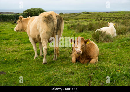 Tag doppia vacche nel campo Foto Stock