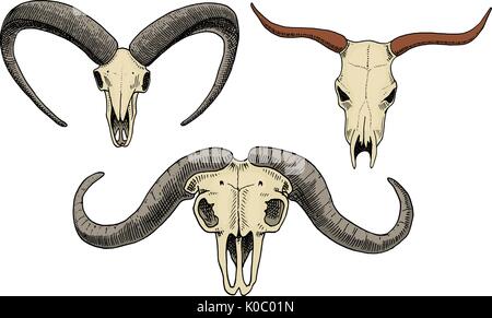 La biologia o la anatomia illustrazione. incisi disegnati a mano nel vecchio disegno e stile vintage. cranio o scheletro di silhouette. Bull e capre di montagna, African buffalo. Gli animali con le corna. Illustrazione Vettoriale