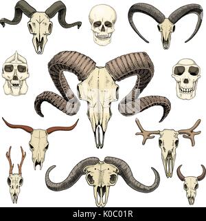 Anatomia illustrazione. incisi disegnati a mano nel vecchio disegno e stile vintage. cranio impostare o scheletro. Bull e montagna di capra o di bufala. Gli animali con le corna. ram o pecore. Elk e capriolo o il bisonte. Illustrazione Vettoriale
