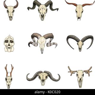 Anatomia illustrazione. incisi disegnati a mano nel vecchio disegno e stile vintage. cranio impostare o scheletro. Bull e montagna di capra o di bufala. Gli animali con le corna. ram o pecore. Elk e capriolo o il bisonte. Illustrazione Vettoriale