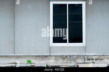 Lastre di gesso a parete con finestra bianca e di crescita della pianta fino in fondo Foto Stock