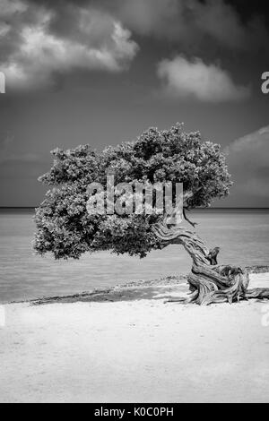 Weathered Fototi tree (spesso scambiati per Divi Divi) sulla spiaggia di Aruba, Antille Foto Stock