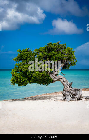 Weathered Fototi tree (spesso scambiati per Divi Divi) sulla spiaggia di Aruba, Antille Foto Stock