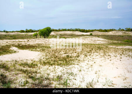 Vecchia Foresta Letea e dune di sabbia, incredibili attrazioni turistiche nel Delta del Danubio, Romania Foto Stock