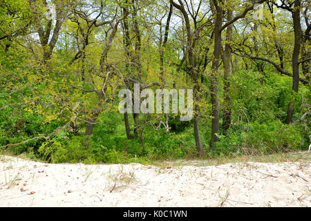 Vecchia Foresta Letea e dune di sabbia, incredibili attrazioni turistiche nel Delta del Danubio, Romania Foto Stock