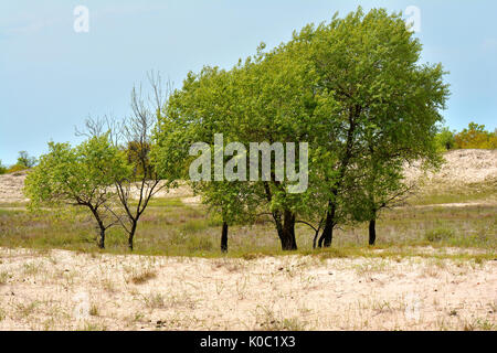 Vecchia Foresta Letea e dune di sabbia, incredibili attrazioni turistiche nel Delta del Danubio, Romania Foto Stock