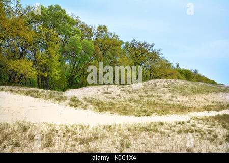 Vecchia Foresta Letea e dune di sabbia, incredibili attrazioni turistiche nel Delta del Danubio, Romania Foto Stock