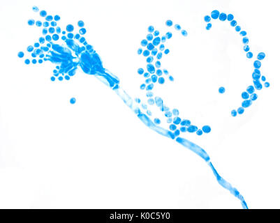 Campo luminoso micrografia di Penicillium stampo (colorate con blu di metile), area raffigurato è di circa 160 micrometri ampia Foto Stock