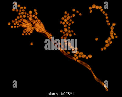 Invertito il campo luminoso micrografia di Penicillium stampo (colorate con blu di metile), area raffigurato è di circa 160 micrometri ampia Foto Stock