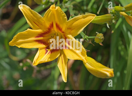 Close-up di fiori di testa della bi-giorno colorate lily Hemerocallis Bonanza Foto Stock