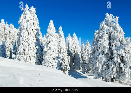 Tannenwald Verschneiter, Schweiz Foto Stock