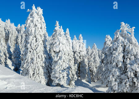 Tannenwald Verschneiter, Schweiz Foto Stock