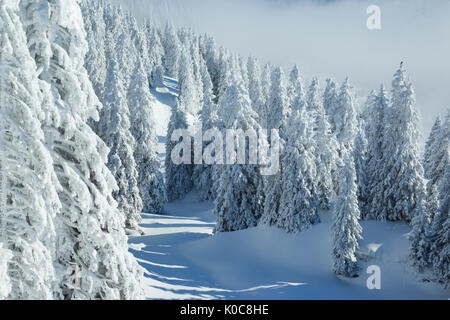 Tannenwald Verschneiter, Schweiz Foto Stock