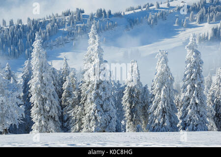 Tannenwald Verschneiter, Schweiz Foto Stock