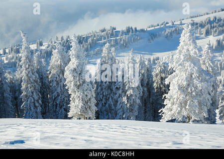 Tannenwald Verschneiter, Schweiz Foto Stock