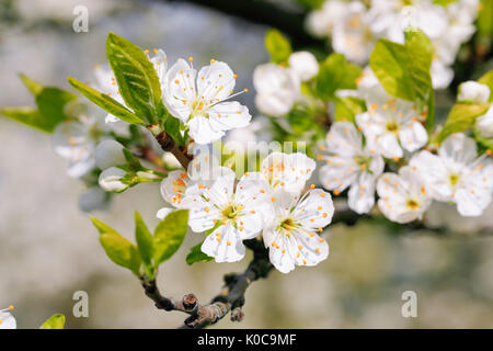 Kirschbäume im Frühling, Prunus avium, Schweiz Foto Stock