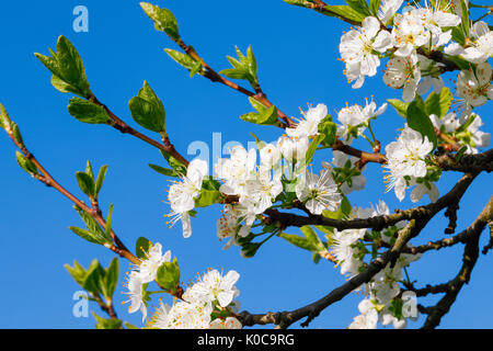 Kirschbäume im Frühling, Prunus avium, Schweiz Foto Stock