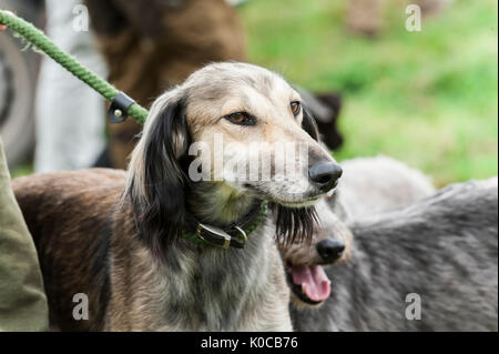 La suoneria di Barlow Dog Show - Ritratto di un cane lurcher in attesa di entrare nel mostrare anello su una derivazione Foto Stock