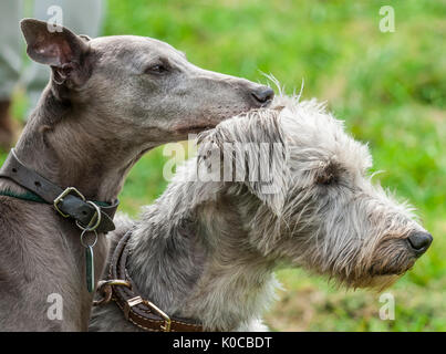 La suoneria di Barlow Dog Show - Ritratto di un whippet e una ruvida lucher cane rivestito Foto Stock