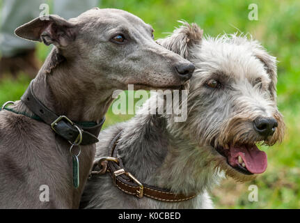 La suoneria di Barlow Dog Show - Ritratto di un whippet e una ruvida lucher cane rivestito Foto Stock