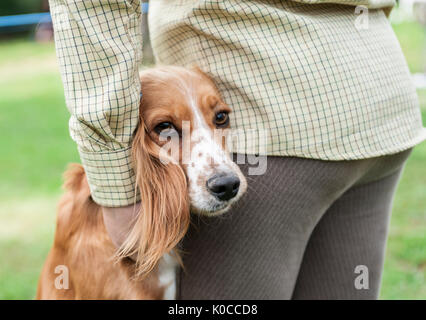 La suoneria di Barlow Dog Show - Ritratto di una giovane ragazza con un Cocker Spaniel cane Foto Stock