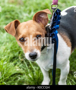 Un Jack Russell con la sua rosetta di colore blu per il secondo nella sua classe al Barlow Hunt Dog Show Foto Stock